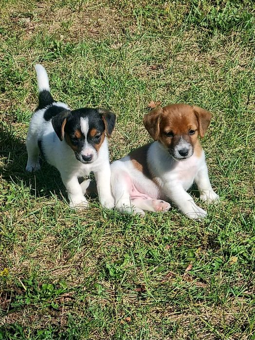 Jack Russell terrier- szczenię