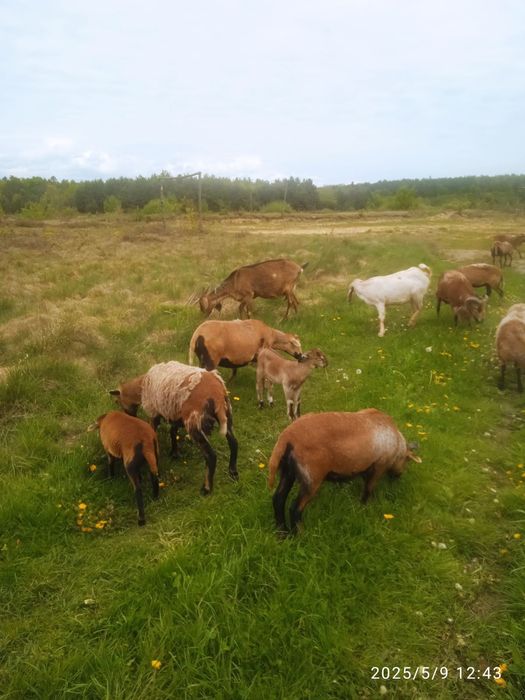 Продаж камерунські вівці