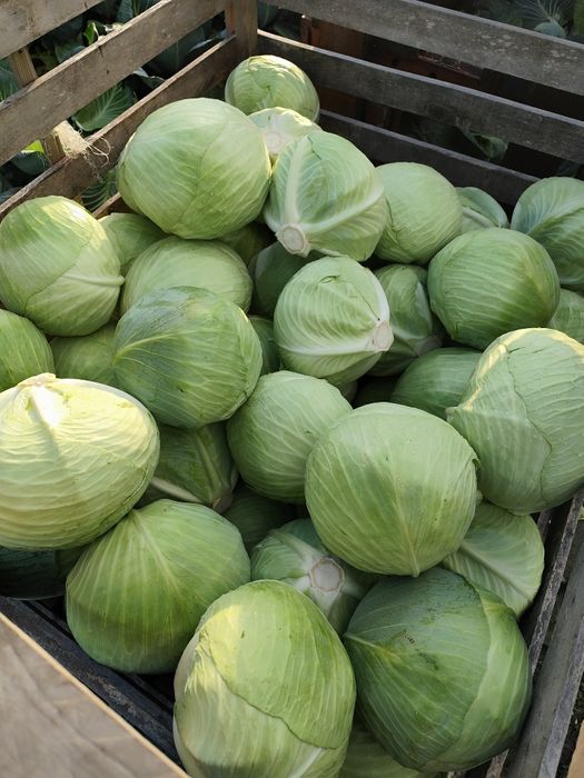 Sprzedam warzywa marchew i kapuste