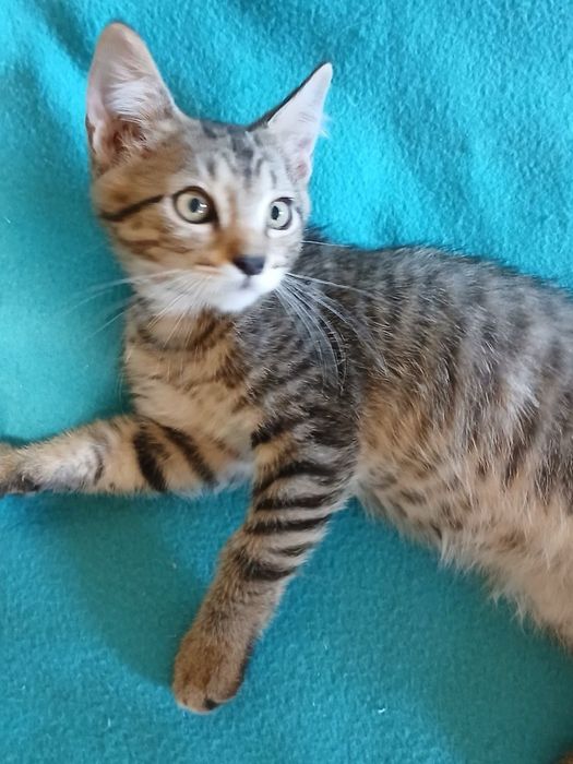 Ласковый котенок 2,5мес серый полосатый табби  котик кошеня котята кішечка