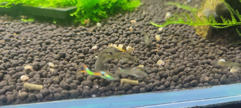 Gupik Endlera dorosłe i narybek