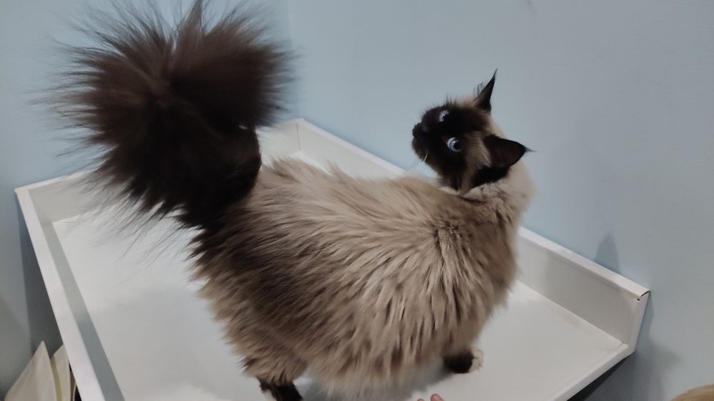 Uroczy kocurek Ragdoll