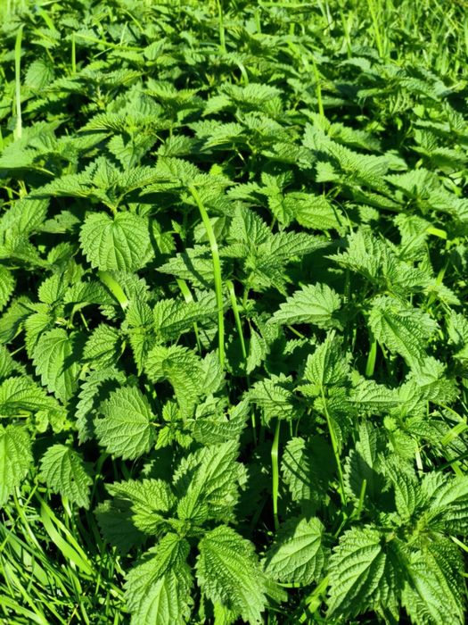 Sianko wiejskie jurajskie ziołowe mix 4sz x 1kg