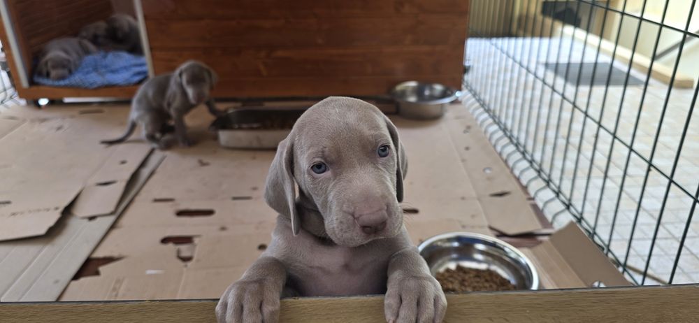 Weimaraner com lop