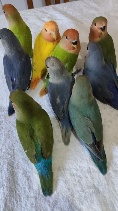 Agapórnis domesticados