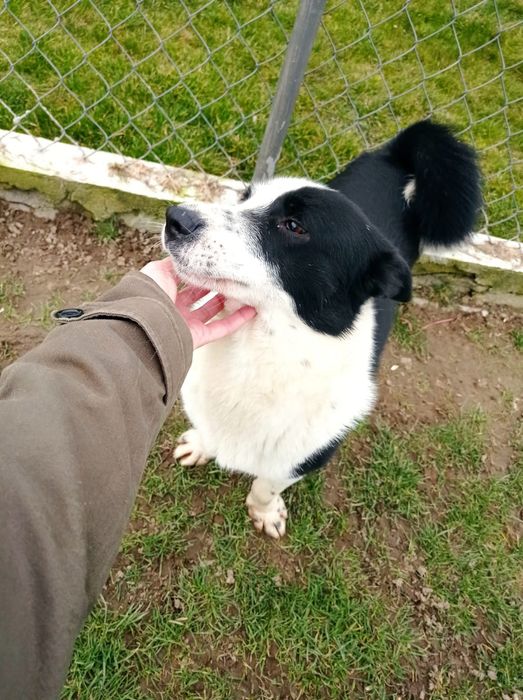 Mały Trufel do adopcji