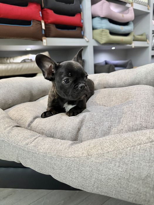 Bulldog Frances  menino lindo