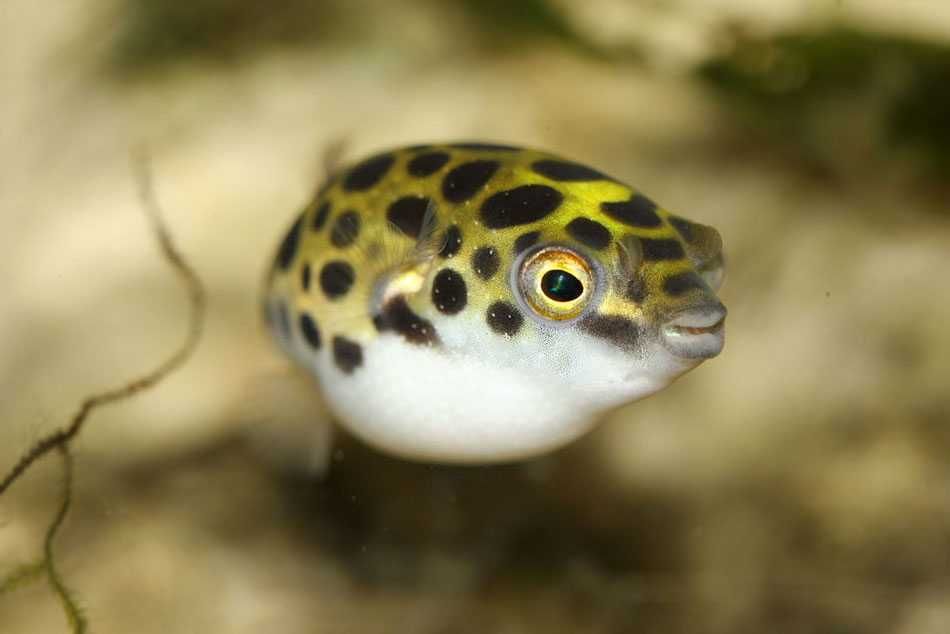 GB Kolcobrzuch zielony - dowóz ryb!