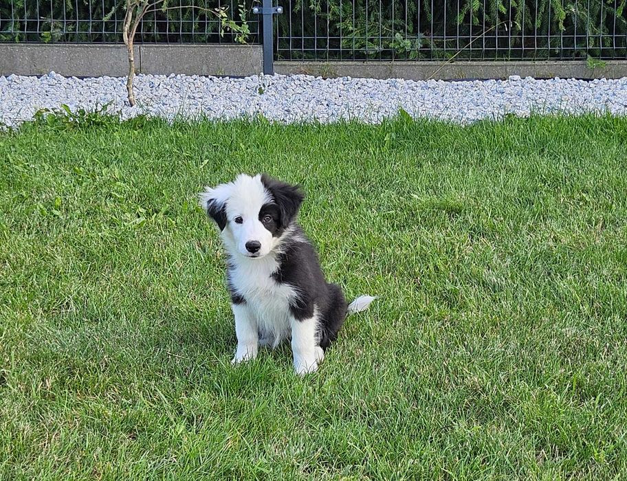 Suczka Border Collie FCI
