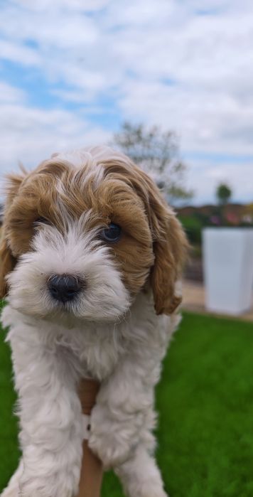 REZERWACJA**Cavapoo**cudowny piesek !