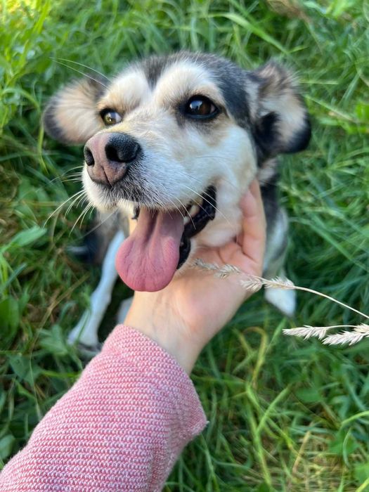 2,5 roczna malutka Leja do adopcji