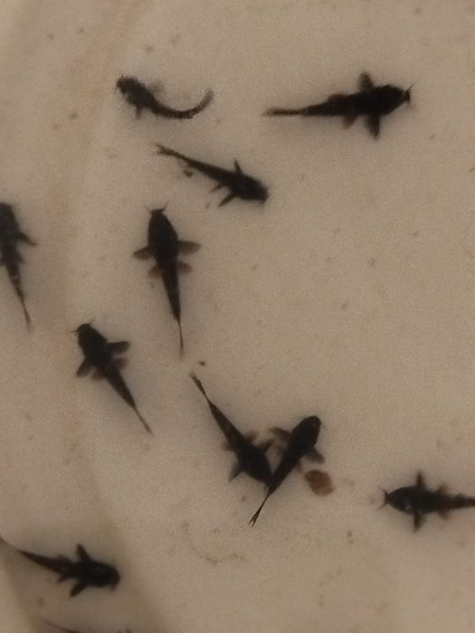 Kirys czarny corydoras scultzei