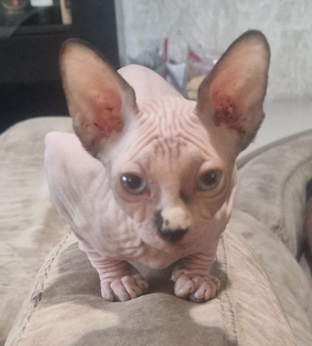 Gatinha sphynx olhos azuis