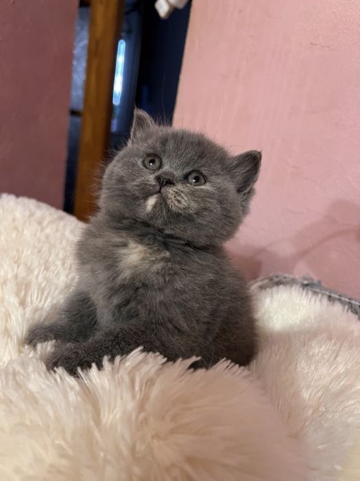 Милі кошенята шотландці