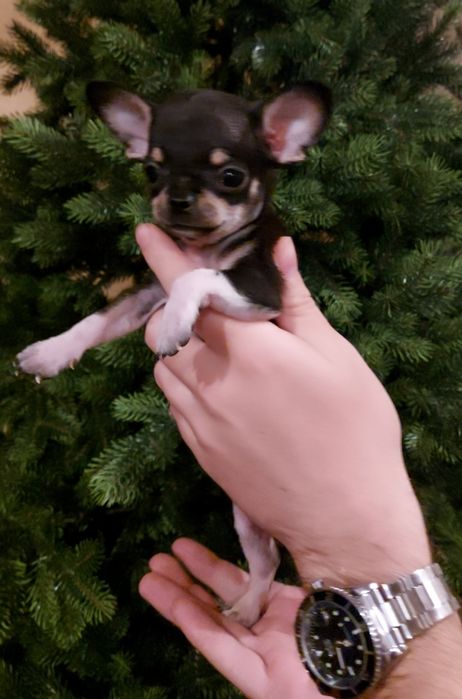 Микро мальчишка-чишка