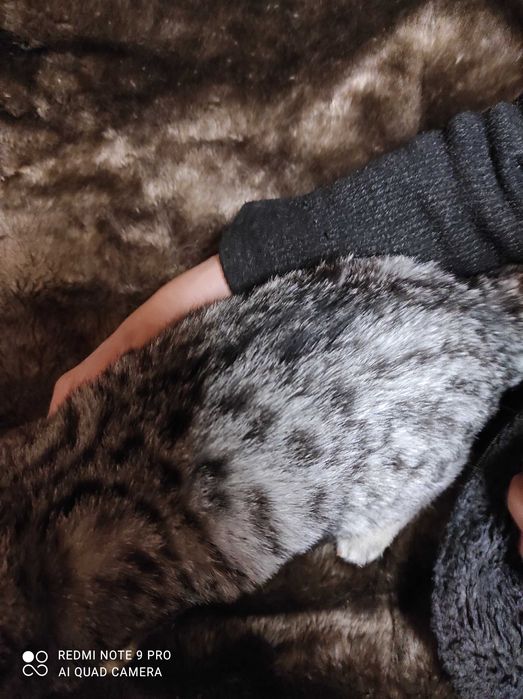 Малютка шотландка любительница пошалить