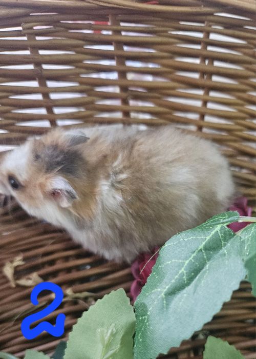 Chomiki syryjskie długowłose