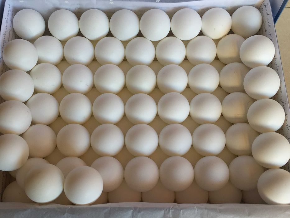 157 bolas (tamanho aprox. ping-pong / ténis de mesa - 3,5cm)