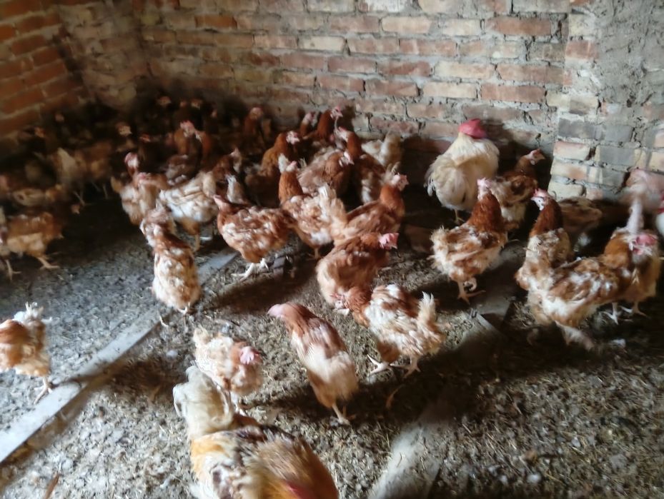 Kura 15 miesięczna ostatnie sztuki