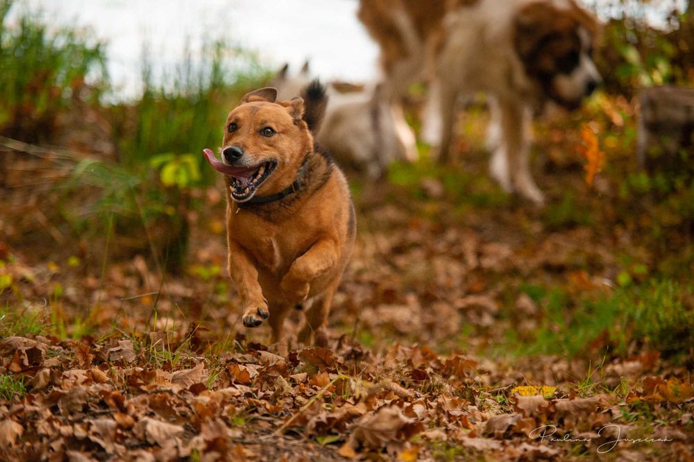 Mały, uśmiechnięty Stevie bardzo chciałby mieć swój dom!