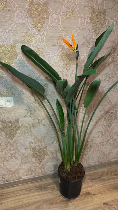 Стрелиция Reginа   h 165 cм