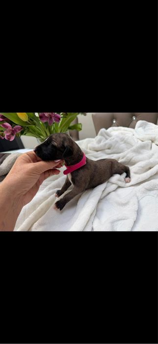 Whippet chart suczka
