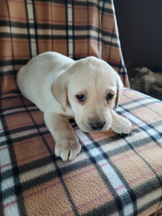 Piesek Labrador Retriever