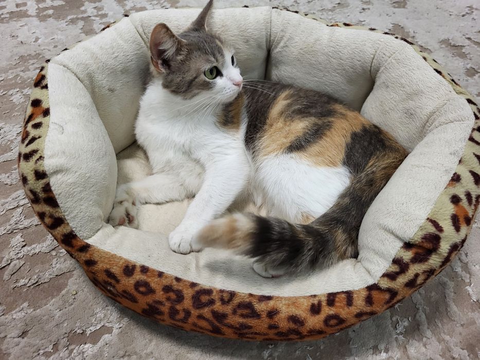 Киці, кицьки віддам у добрі руки