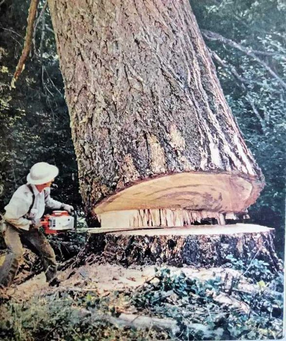 Profesjonalna wycinka i pielęgnacja drzew.