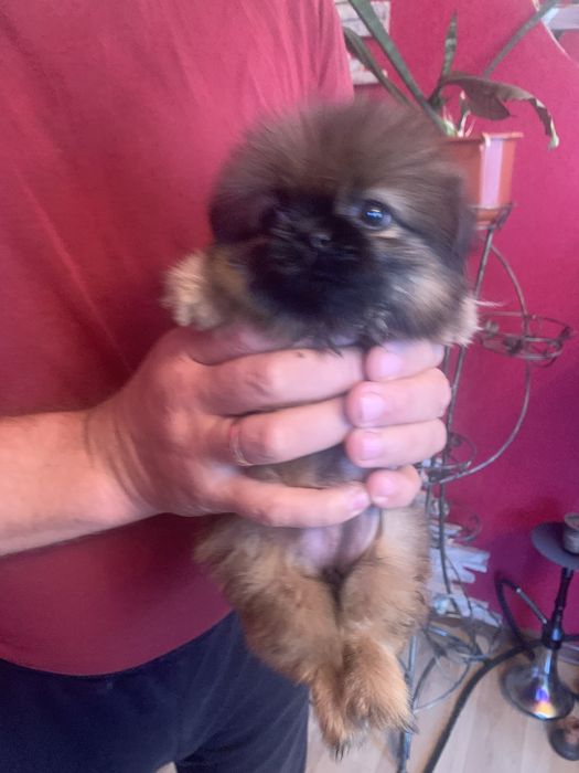 Продам цуценят Пекінесиків