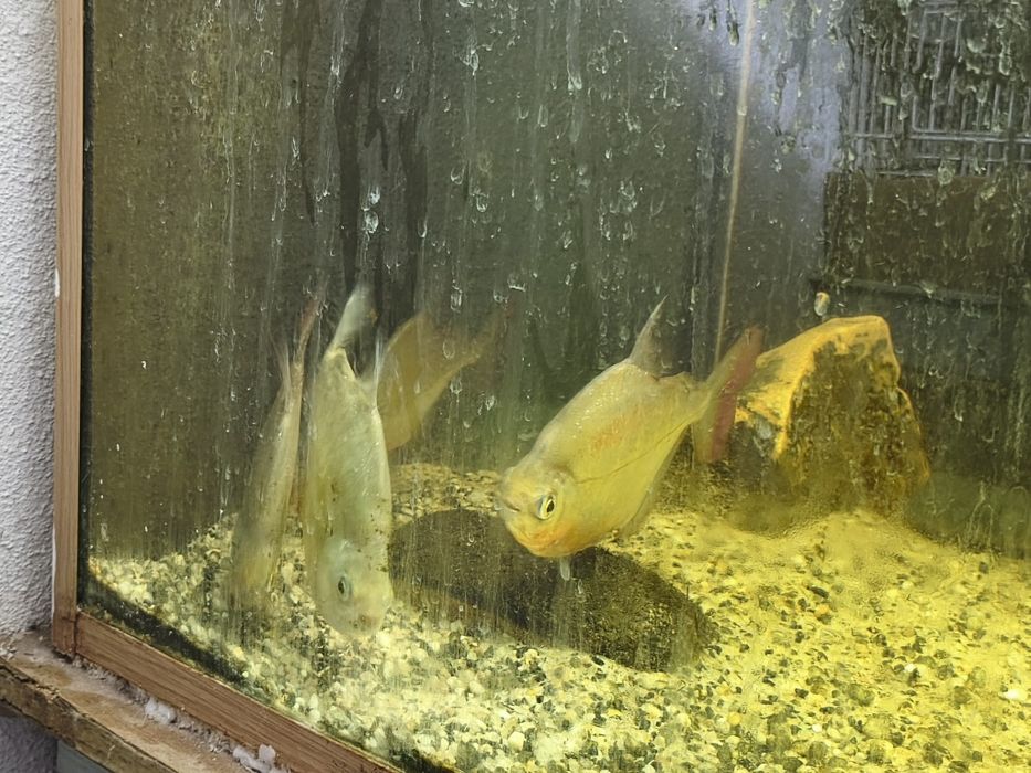 Peixes Monstrer/Grandes