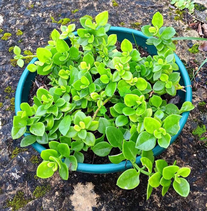 Planta verdadeira em vaso 20 cm