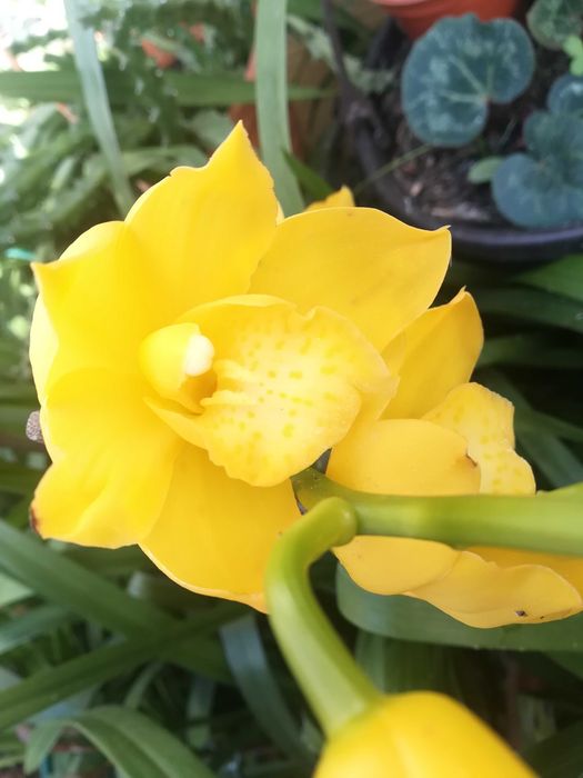 ORQUIDEA AMARELA, ler descrição