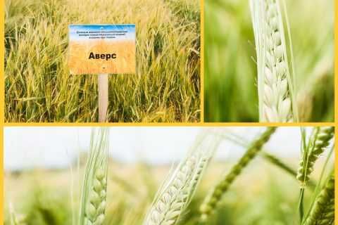 Ярий ячмінь, Аверс, Ячмінь Аверс Еліта