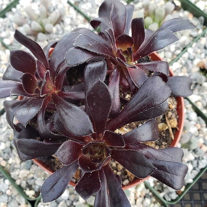 Suculenta Aeonium ROSA NEGRA - Lindissimas