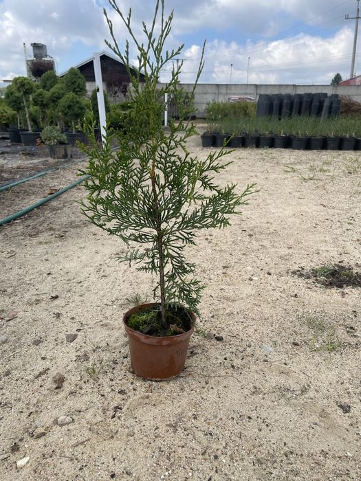 Th. Brabant 55-65cmDoniczka P10