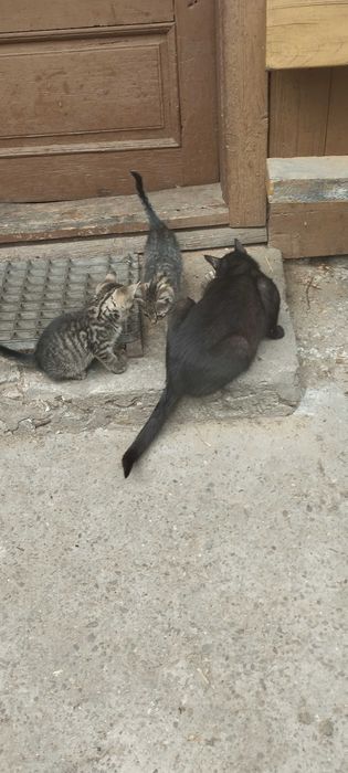 2mc Koty na wydanie