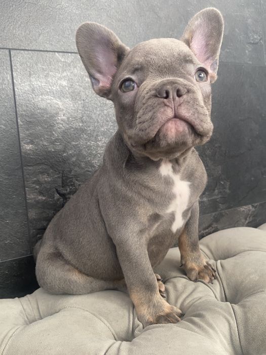 Разбойник по характеру, мальчик французского бульдога