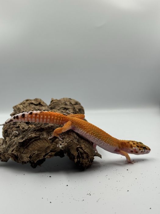 Gekon lamparci tangerine