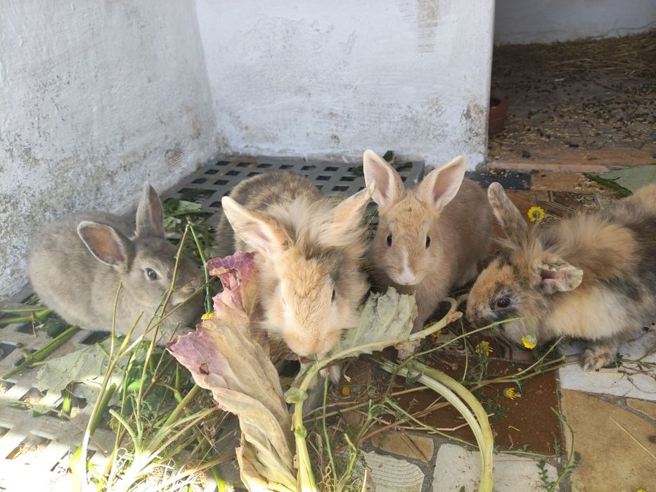 Coelhos para criação