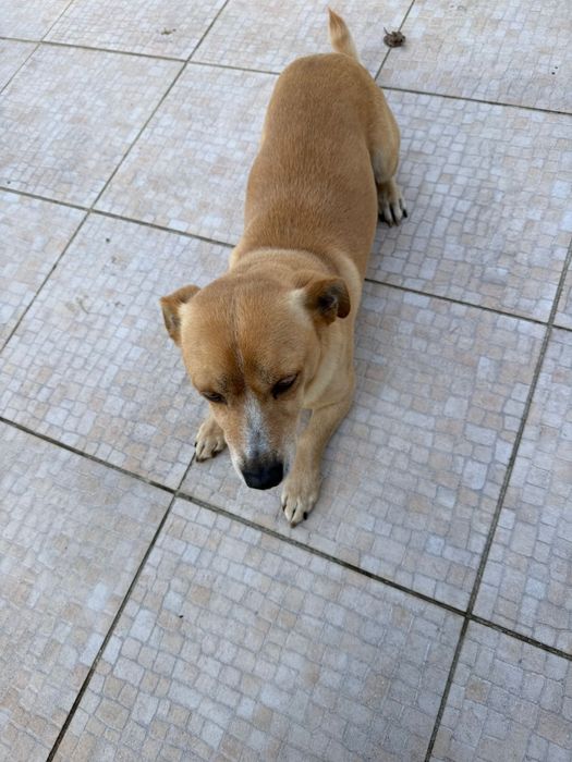 Caozinho arracado para adocao RESPONSAVEL!!