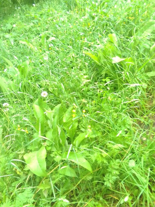 Корінь дев'силу зі своєї садиби, Верхів'я р. Рось