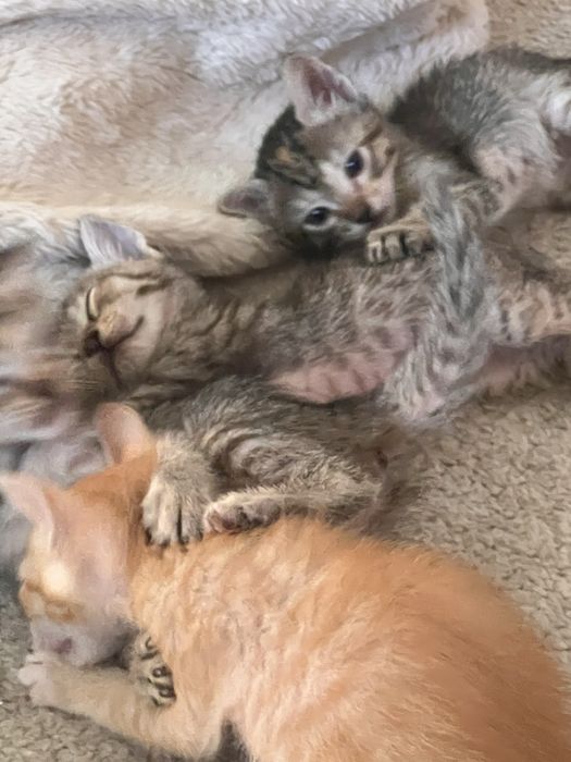 Gatinhas para adopcao
