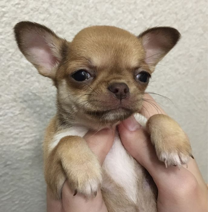 Радість на долоні)