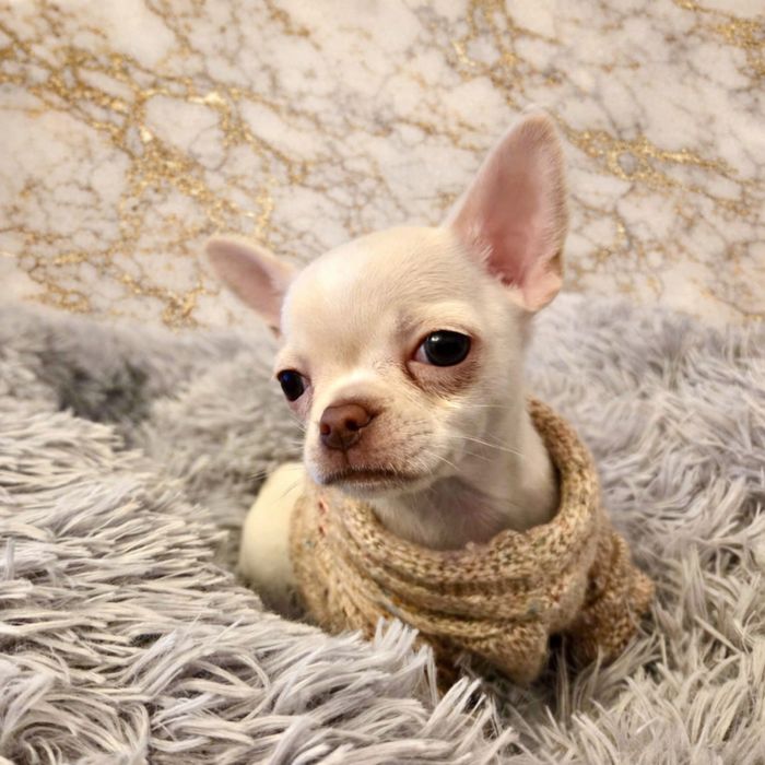 Piekny piesek chihuahua krotkowlosy