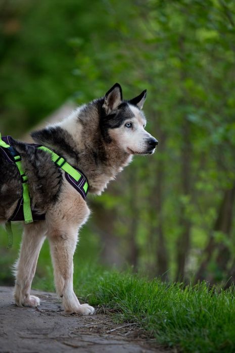 хаскі шукає дім до 6 міс