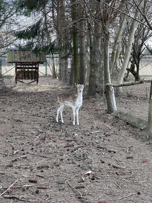 Łania Daniela porcelanka z czerwca 2025