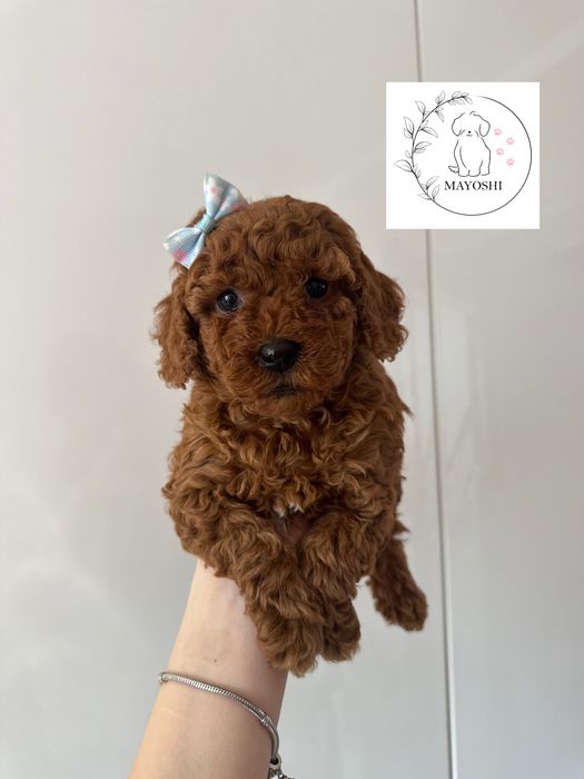 Dalia Suczka Pudel Maltipoo Bichpoo Wyprawka Badania genetyczne