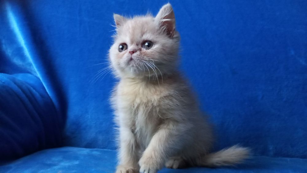 Кремовый мальчик экзот