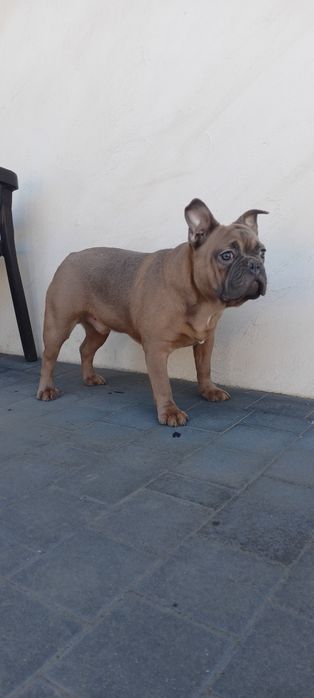 Buldog francuski